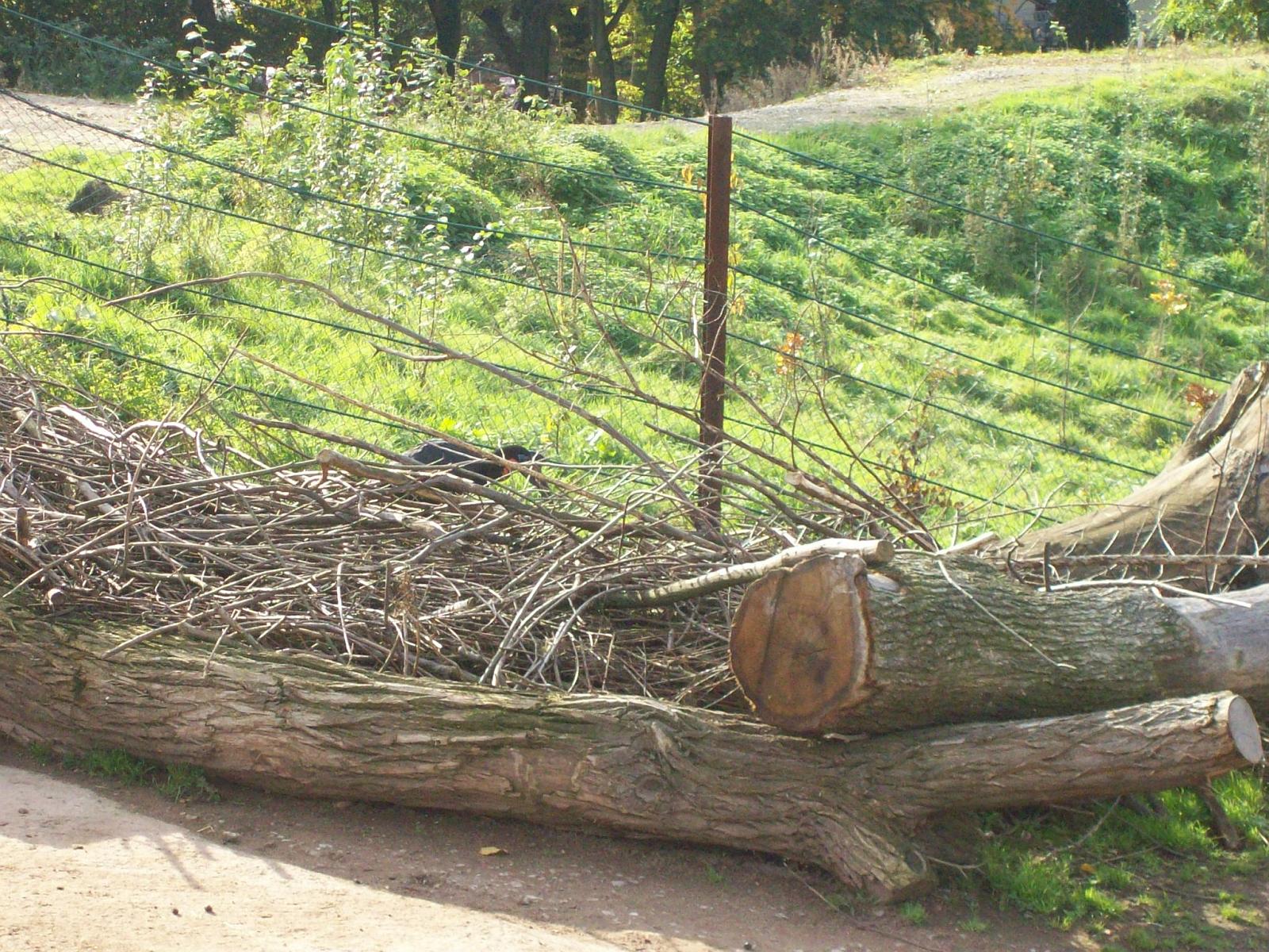 Zoom 18.10.2008-121.jpg